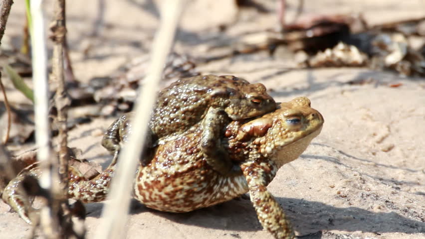 Couple Of mating Toads  in spring season