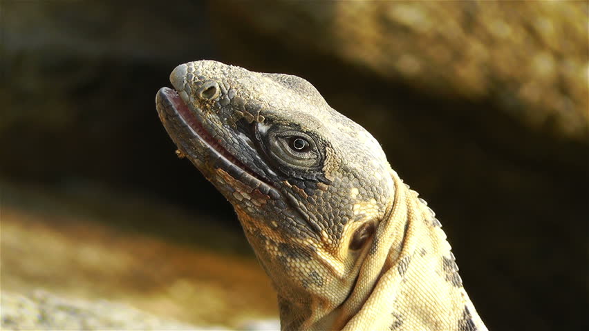 Iguana in the Beach of South Mexico in Oaxaca Central America