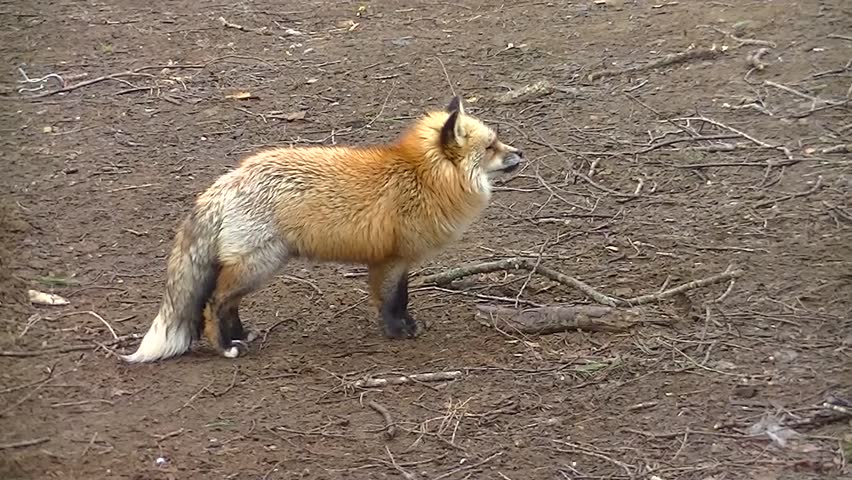 Wild japanese foxes quarreling for food
