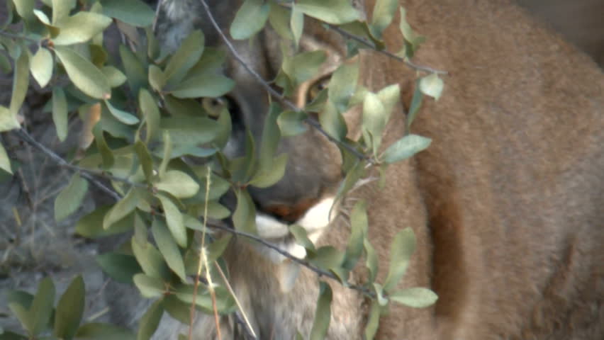 Mountain lion peers out, lurks behind desert bush. 1080p