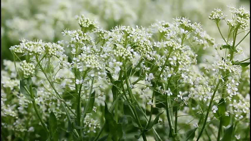 White Yarrow (Achillea millefolium) waving in the wind .