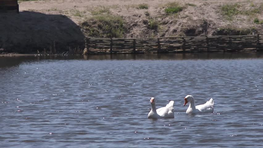 Geese on the water