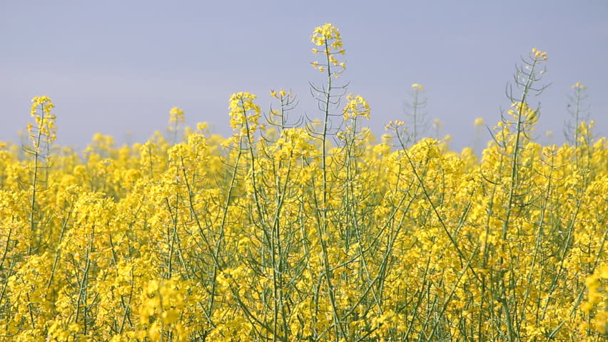Beautifully yellow oilseed rape flowers in the field