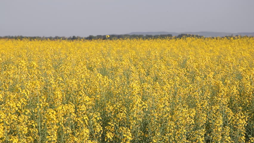 Beautifully yellow oilseed rape flowers in the field. Two tractors in the background.