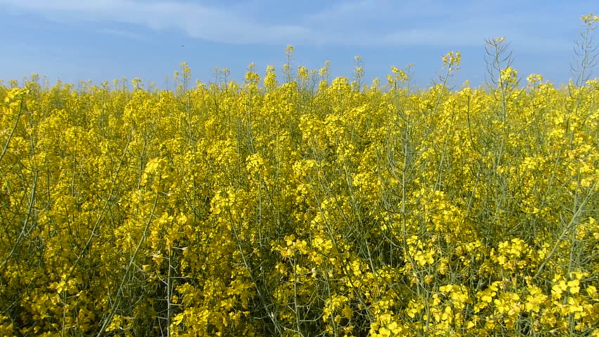 Beautifully yellow oilseed rape flowers in the field
