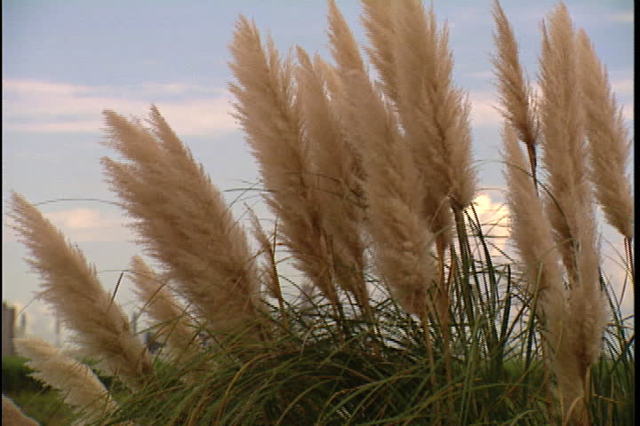 CONVENT, LOUISIANA - CIRCA SEPTEMBER 1999: Brushy weeds blow in breeze, camera pans left to reveal distant smokestacks from Convent oil refinery and IMC Agrico Chemical Company.