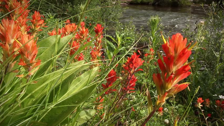 (1293) Wildflowers Paintbrush Fishing Creek Stream Colorado Wilderness Rocky Mountain LOOP Great for themes of summer outdoor adventure, mountain tourism, travel, nature, exploration More in portfolio