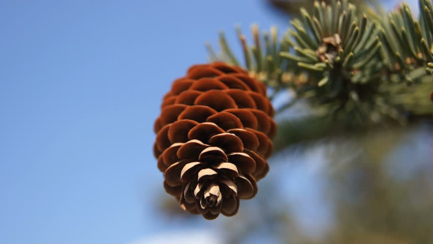 Fir cone on the branch is shaken by the wind, close up, on the background of blue sky. Sunny spring day.