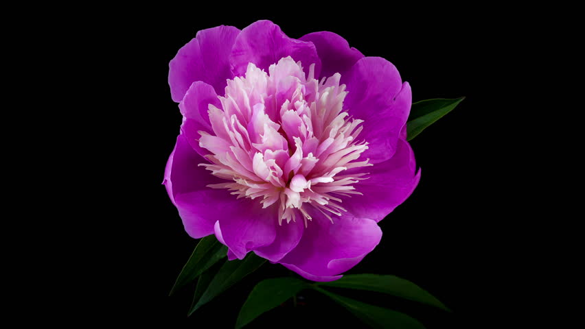 Timelapse of pink peony flower blooming on black background