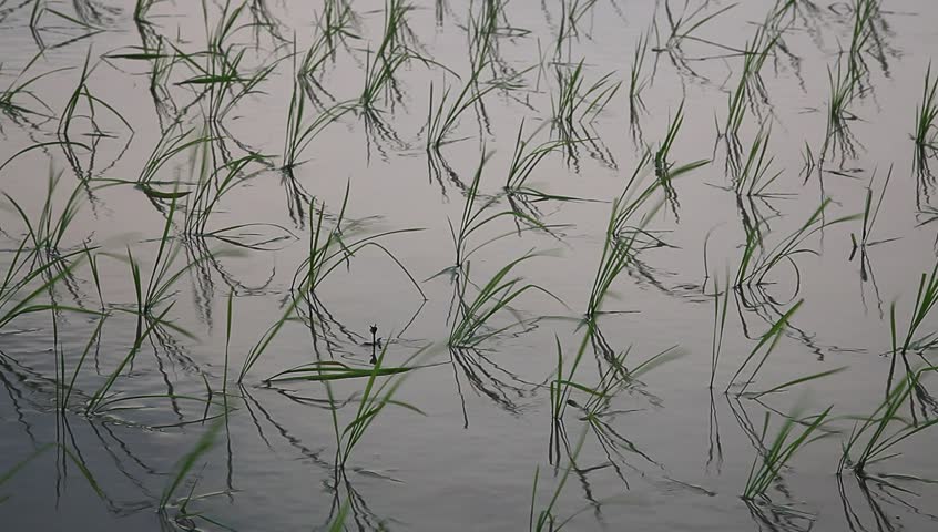 young rice sapling in the field near sunset
