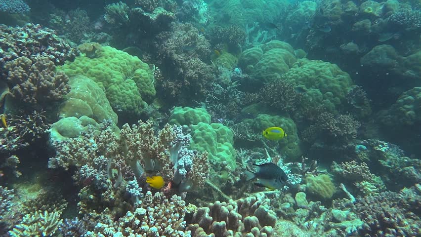 a shot of a coral garden with soft and stony corals at opal reef on the great barrier reef