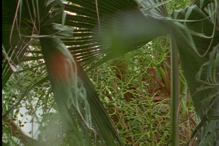 ST. LOUIS - CIRCA MARCH 2000: Rack focus from panama hat plant to epiphytic flowers growing from tree branch.