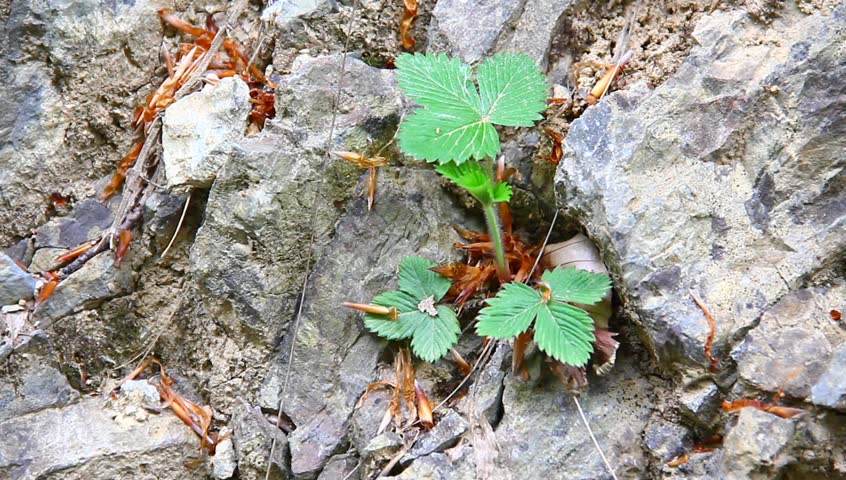 Wild strawberry in the dried, rocky surface. Drought concept, farming, environmentalism.