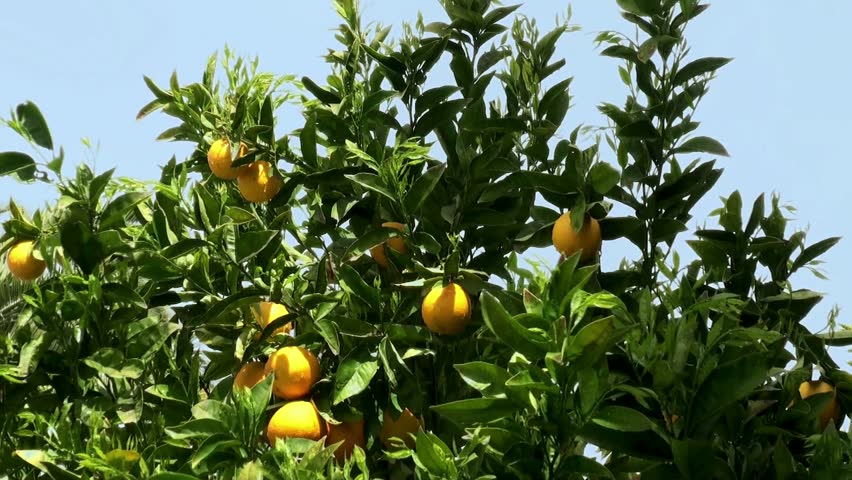 Orange tree with a fruit