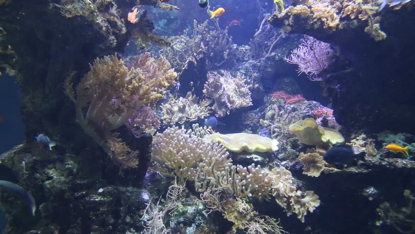 coral life underwater video 1080p