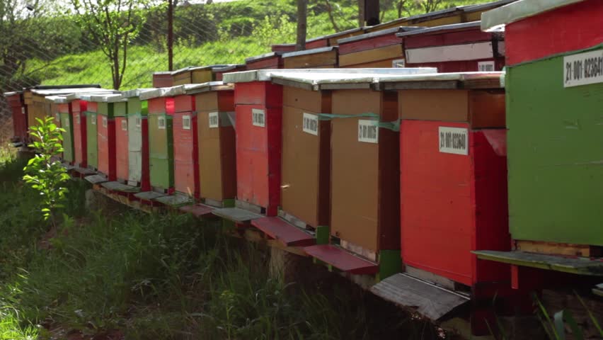 A row of beehives.