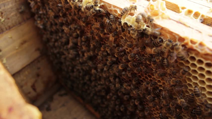 Bees on a honeycomb rack.