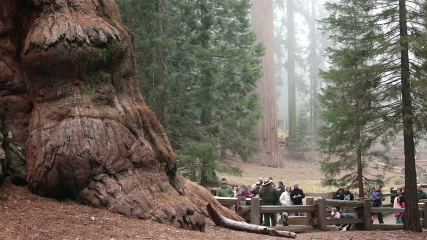 SEQUOIA NATIONAL PARK CALIFORNIA APR 2013: Tourism and vacation destination. Park rangers give nature and environmental presentation at worlds largest Redwood Tree. General Sherman tree. Tourist trip.