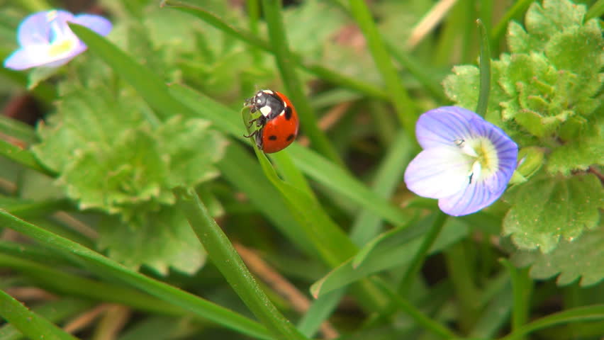 Ladybug on Field Flowers on Meadow, Walking Ladybird on Lawn, Bug, Macro