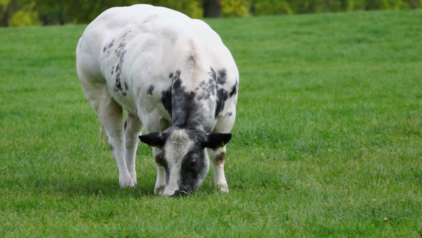 Dutch cow eating grass