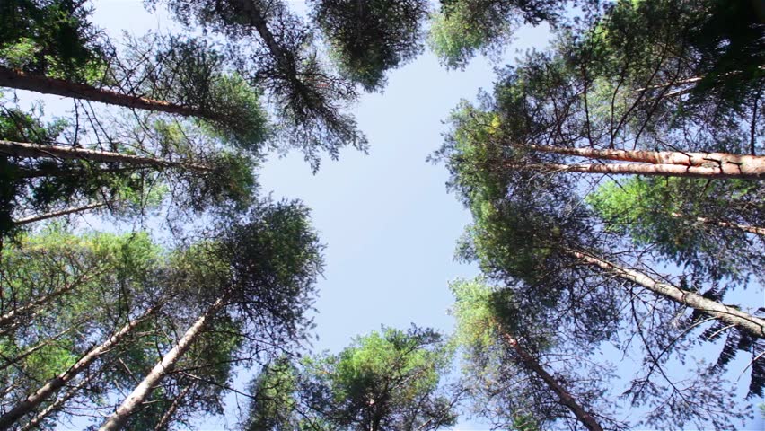 View on tree tops from the ground. crones 