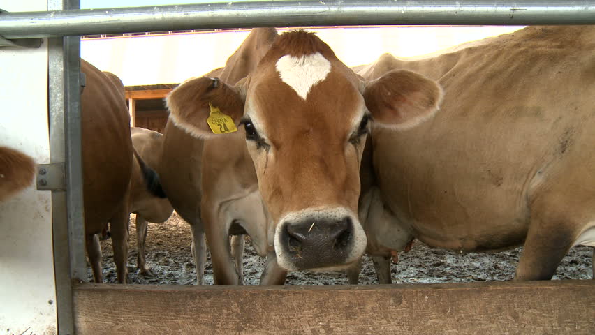 Dairy cows feeding on hay.