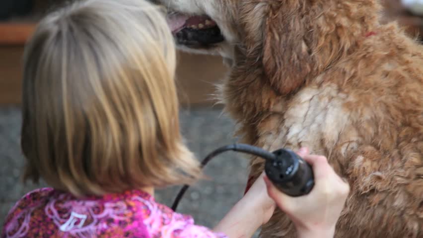 Kids Grooming A Shaggy Dog Stock Footage Video 3878660 | Shutterstock