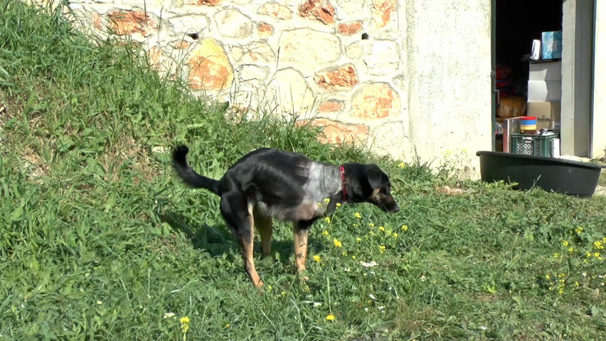 Footage of an Injured dog with one front leg amputated