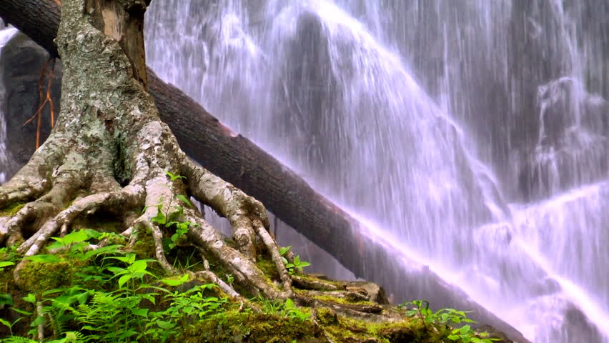 Close up of a water fall and tree roots 