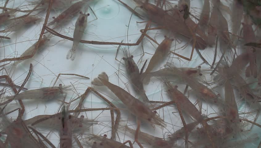 shrimp swimming in water