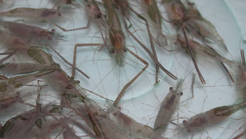 shrimp swimming in water