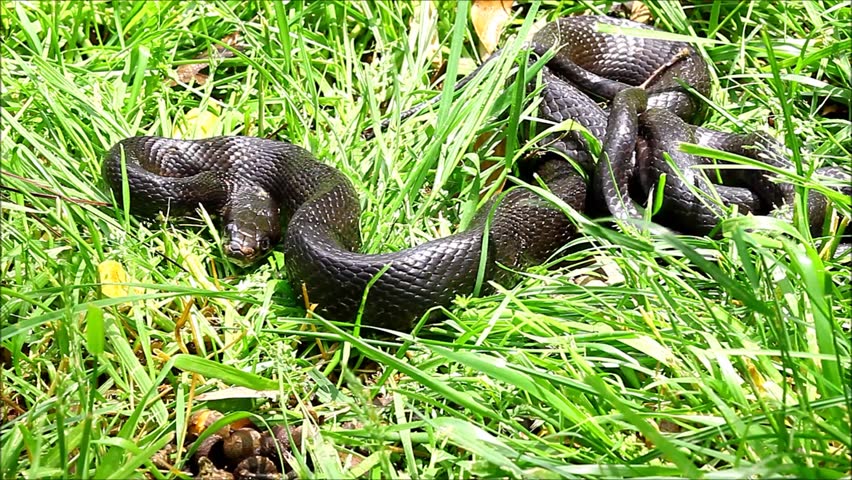 A large black Rat Snake balling up in the grass on a spring day