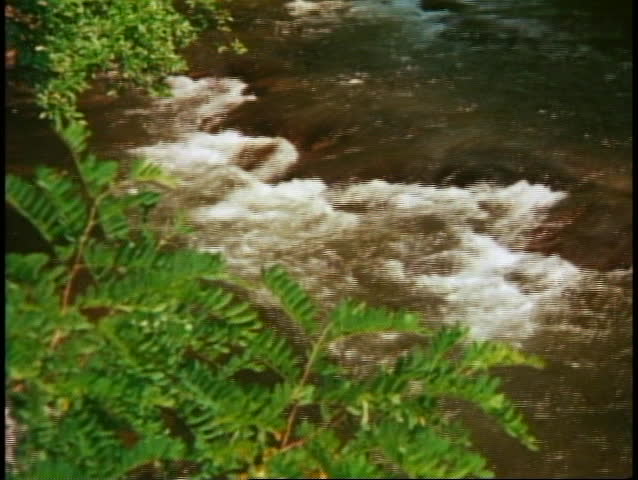 Great Smoky Mountains National Park, medium wide shot of mountain stream