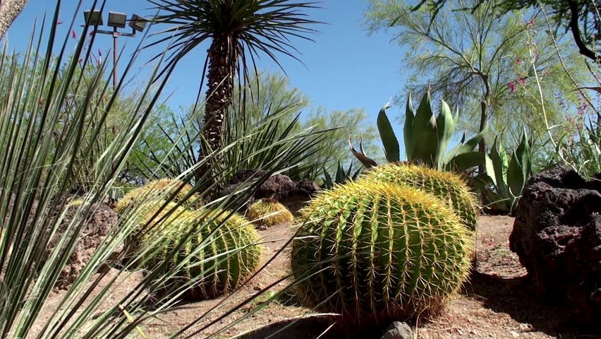 The Garden of Cactus & Succulent plant.