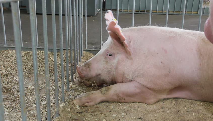 Pig on livestock farm. Pig farming
