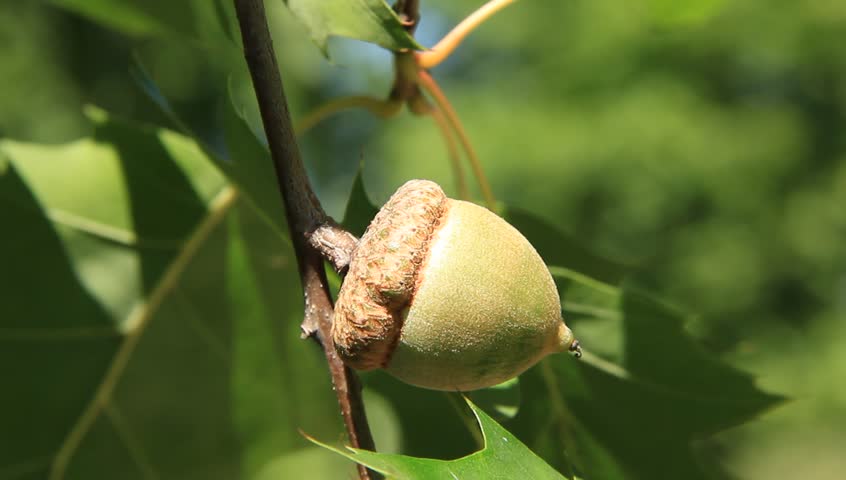 Acorn