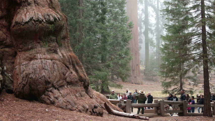 SEQUOIA NATIONAL PARK CALIFORNIA APR 2013: Family vacation in nature worlds largest tree, General Sherman.  Ranger gives presentation. Environmental sensitive area preserved future generations. Fast.