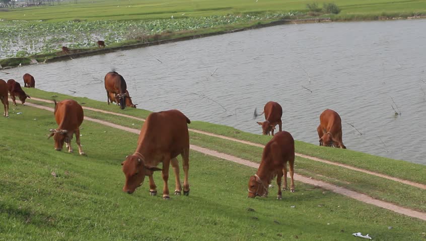 cow