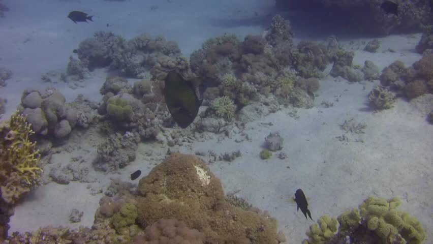 Giant TITAN Trigger fish Buzzes / attacks DIVER Defending its territory.