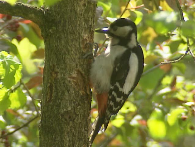 Great spotted woodpecker (dendrocopos major) on tree trunk
