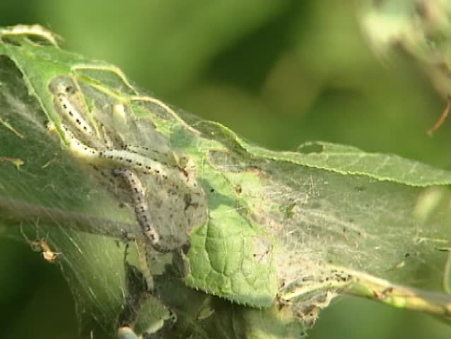 Caterpillar colony in web