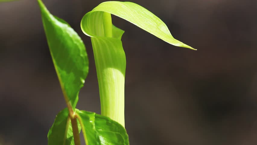 Jack In The Pulpit, Arum maculatum
