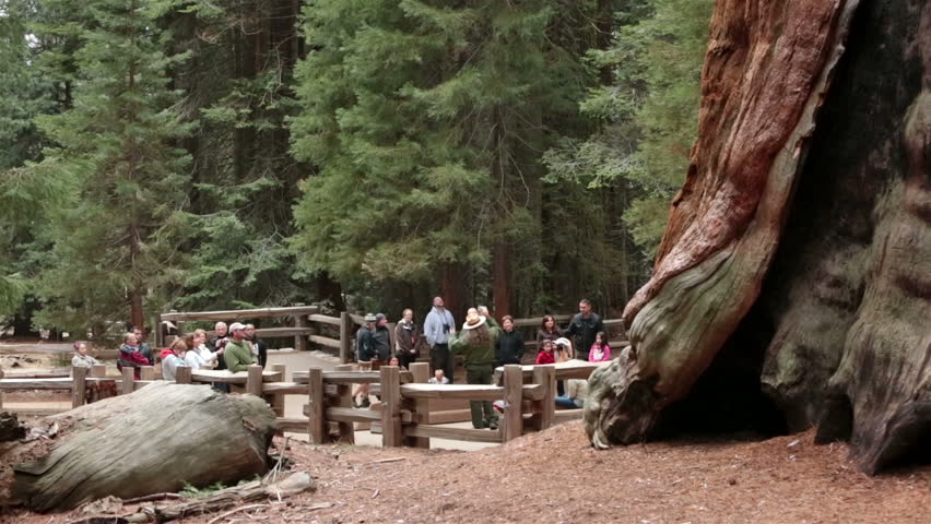 SEQUOIA NATIONAL PARK CALIFORNIA APR 2013: Family vacation explore nature worlds largest tree, General Sherman.  1890. Environmental sensitive area preserved future generations. Ranger presentation.