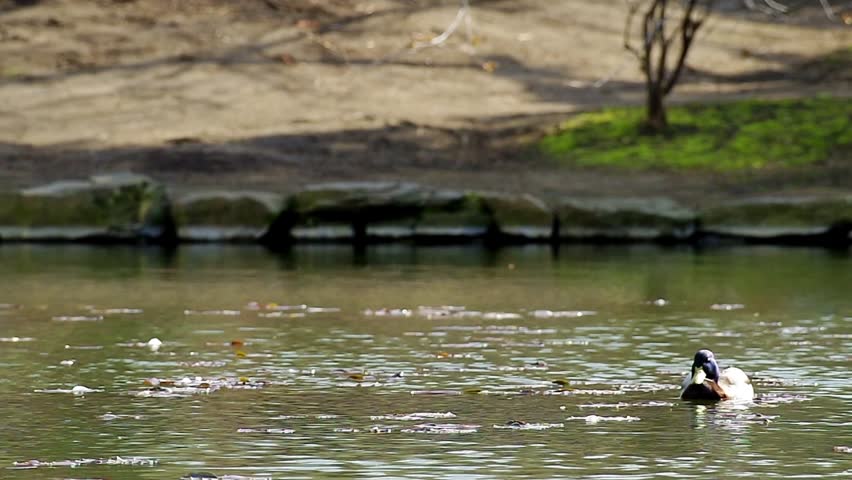 Floating Mallard Duck