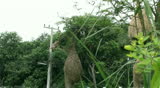 Baya Weaver Birds frequently renew their nests, to do so they cut lose the old nest and let it fall, making room for the new one. Video taken in Thailand. The nesting colony is overhanging a river.