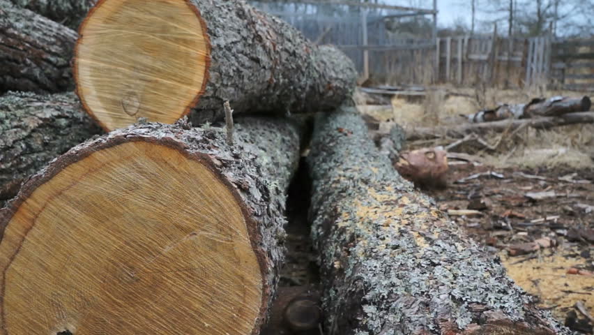 Oak wood, dolly shot