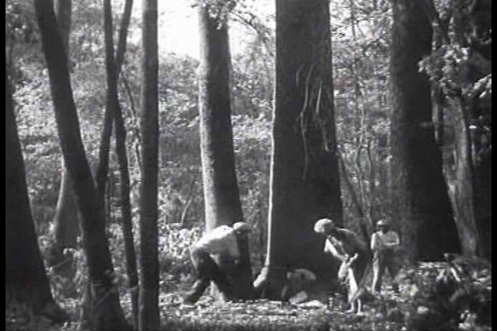 1930s - Large forests are felled in logging operations in the 1930s to supply industrial America with wood.