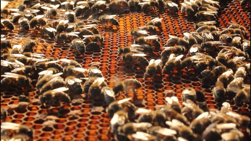 Work bees in hive
Bees convert nectar into honey. In comb contains nectar, honey and pollen.