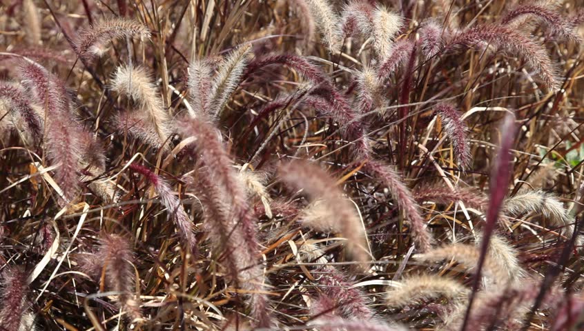 Rye field waving in wind. 