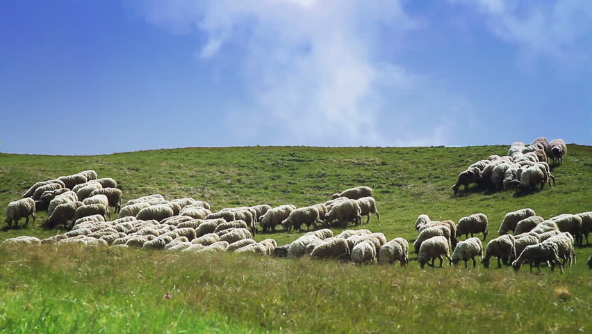 Flock of sheep in a green meadow 